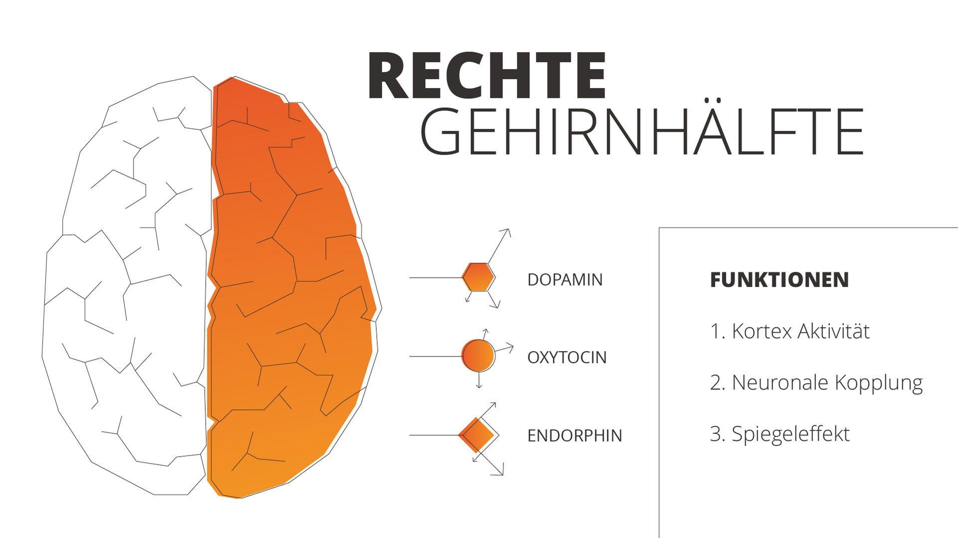 Die Rechte Gehirnhälfte: verantwortlich für Kortex-Aktivität, neuronale Kopplung und Spiegeleffekt